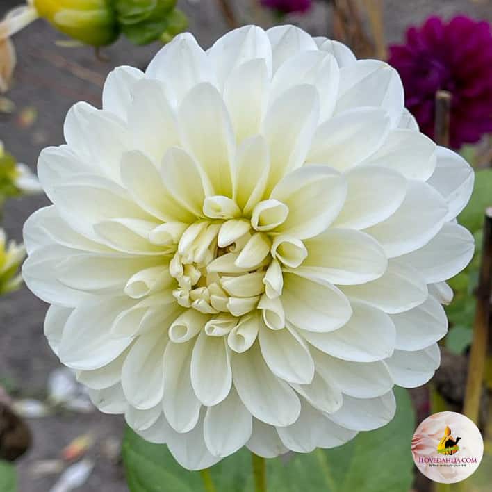dahlia white queen, white dahlias