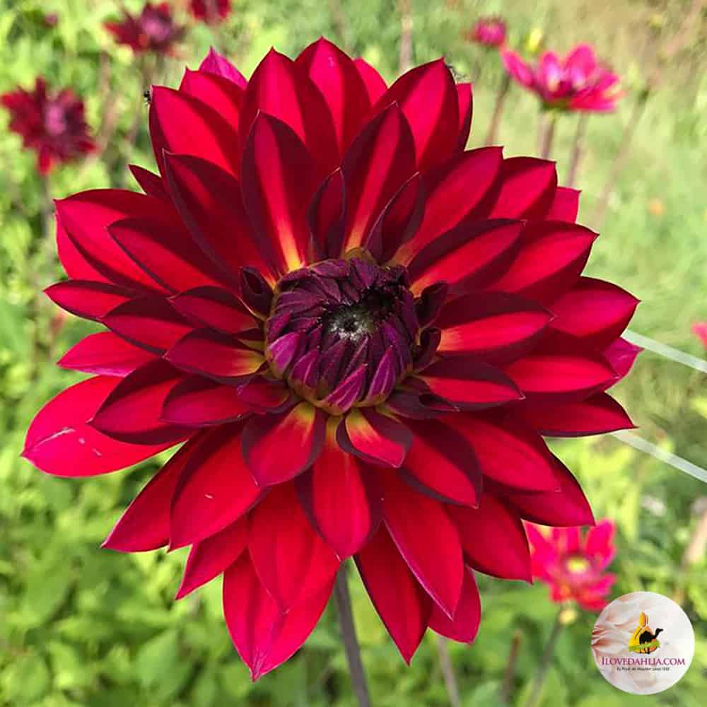 Dahlia National Velvet