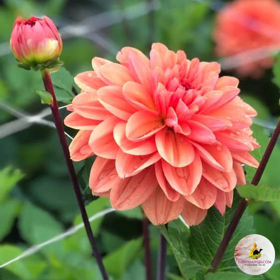 dahlia-orange-king