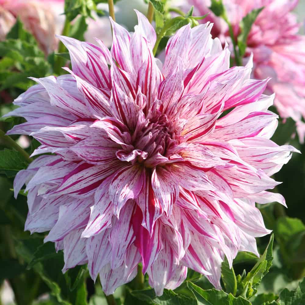 Dahlia Prince Vaillant