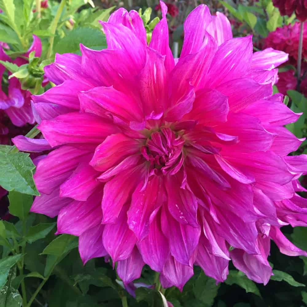 Dahlia Purple Taiheijo