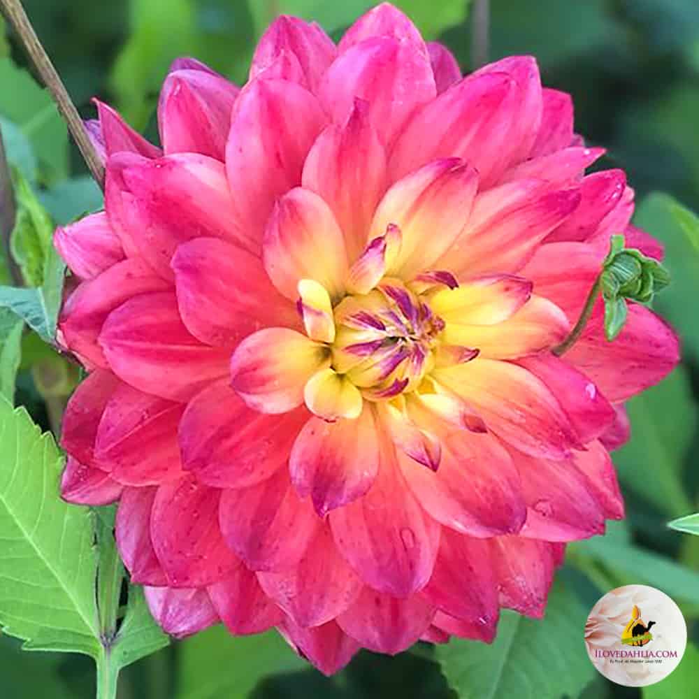 dahlia-rainbow-silence