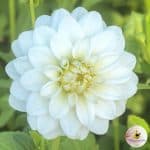 Dahlia Siberia