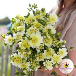 Dahlia Yellow Perception