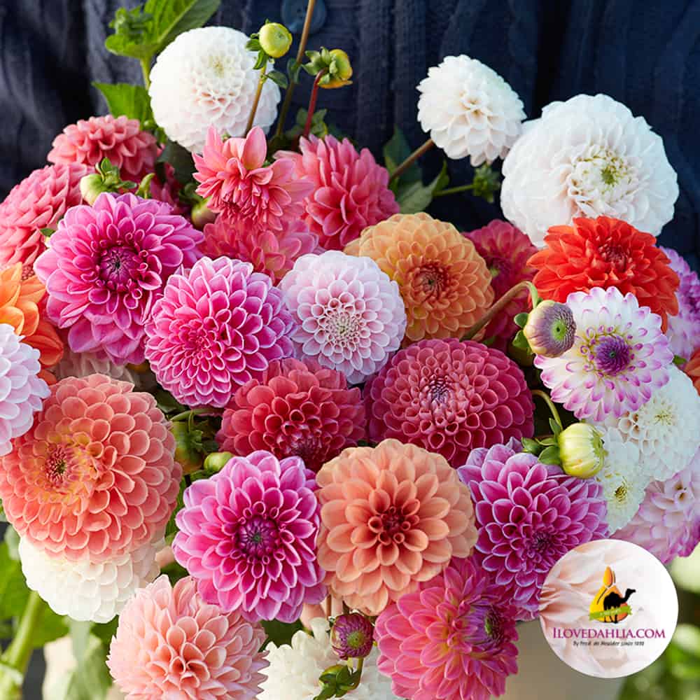 Ball Dahlia Cutflower collection