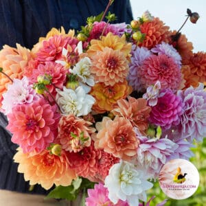 Ecoratieve Dahlia Snijbloemen Collectie