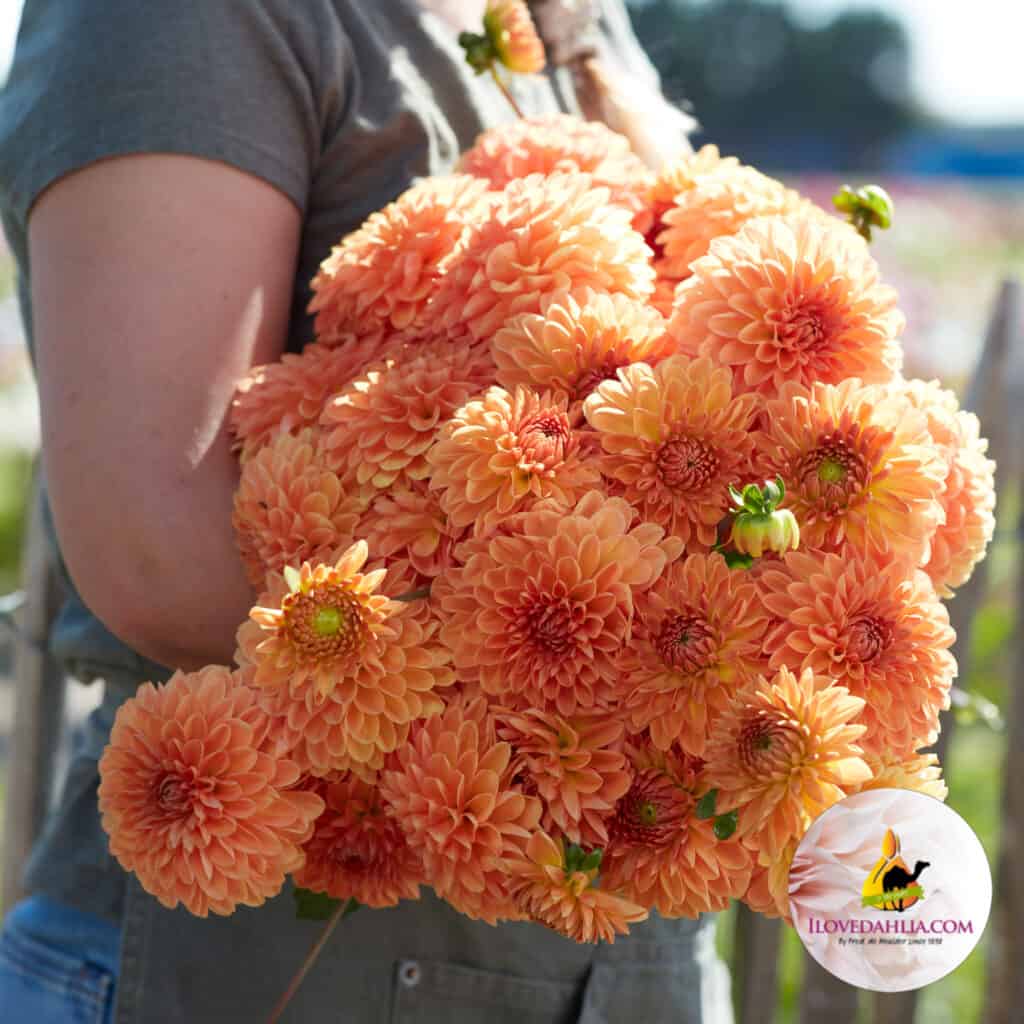 Dahlia Amber Crystal