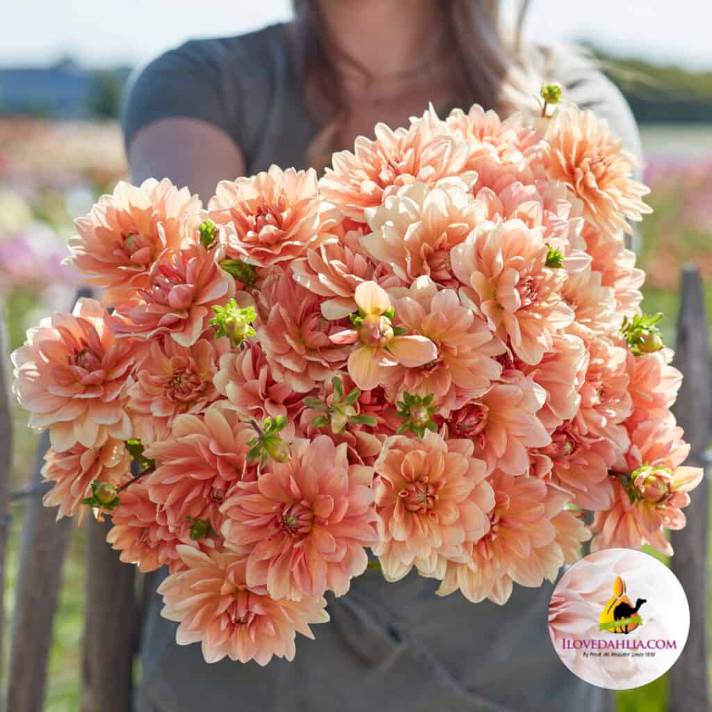 Dahlia Apricot Desire