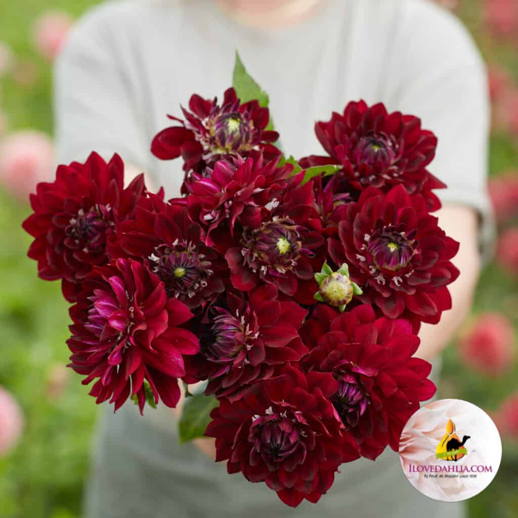 Dahlia King Arthur