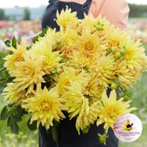 Dahlia Gelber Vulcan