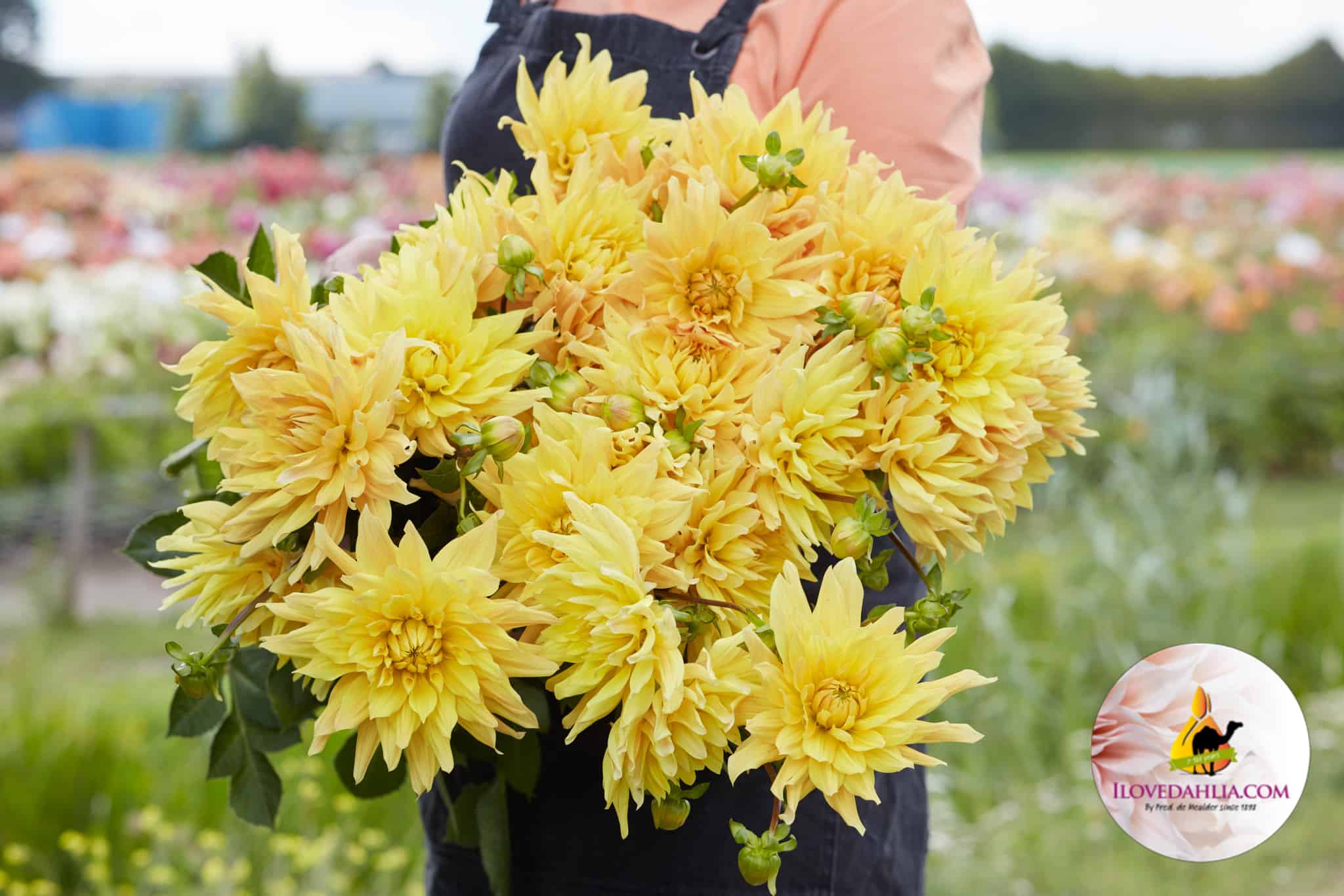 Dahlia Gelber Vulcan