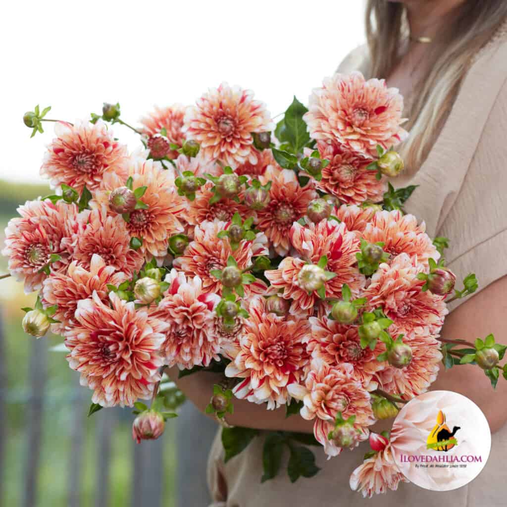 Dahlia Striped Nagano