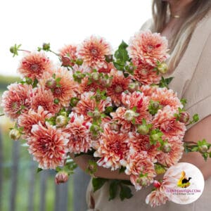 Dahlia Striped Nagano