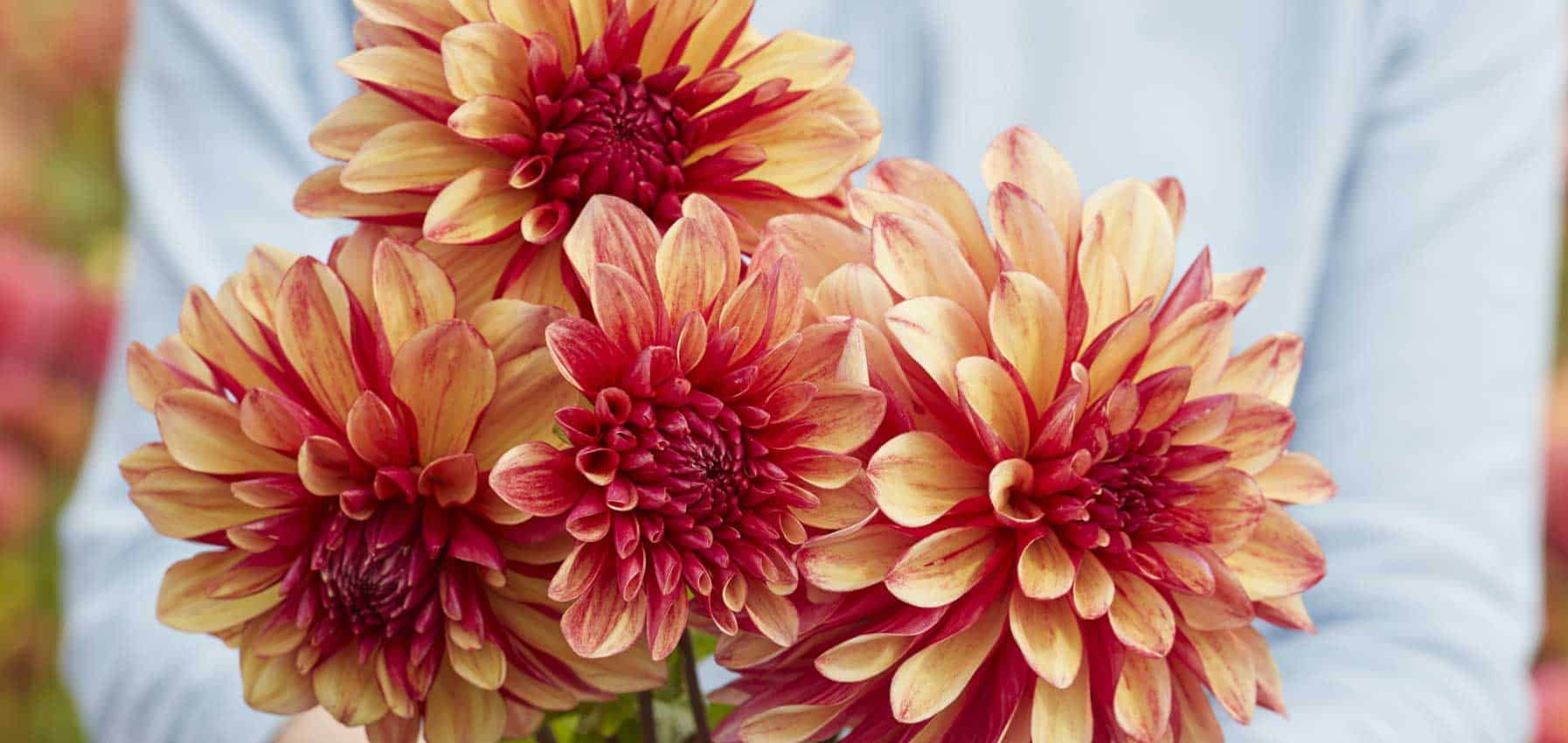 Decorative Dahlia