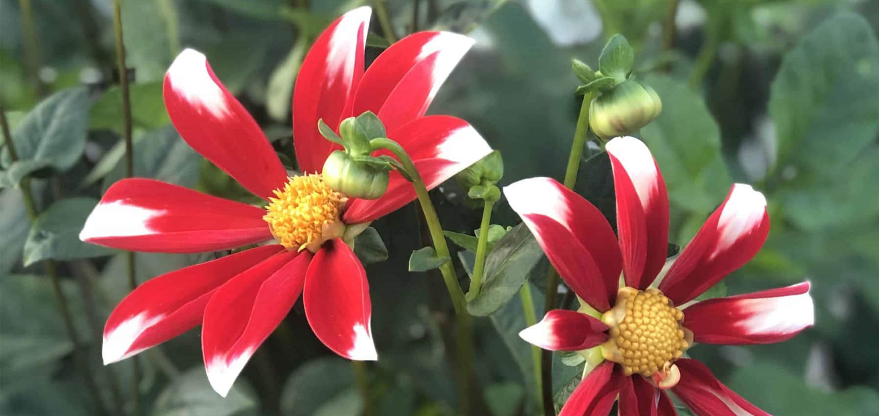 enkelbloemige dahlia