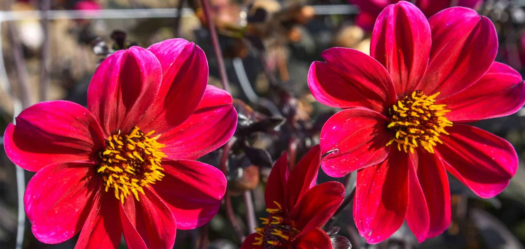 Collerette dahlias