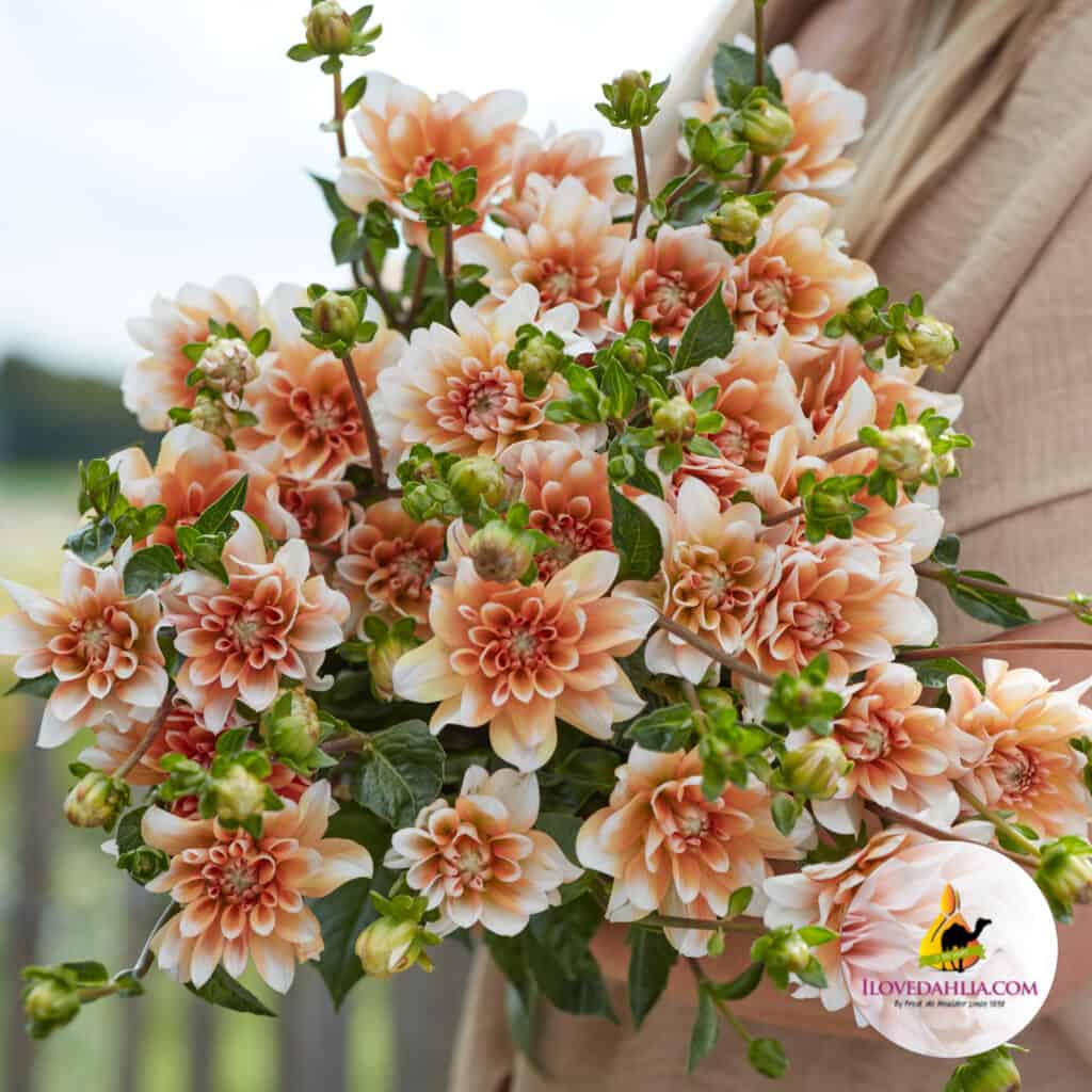 Dahlia Orange Perception