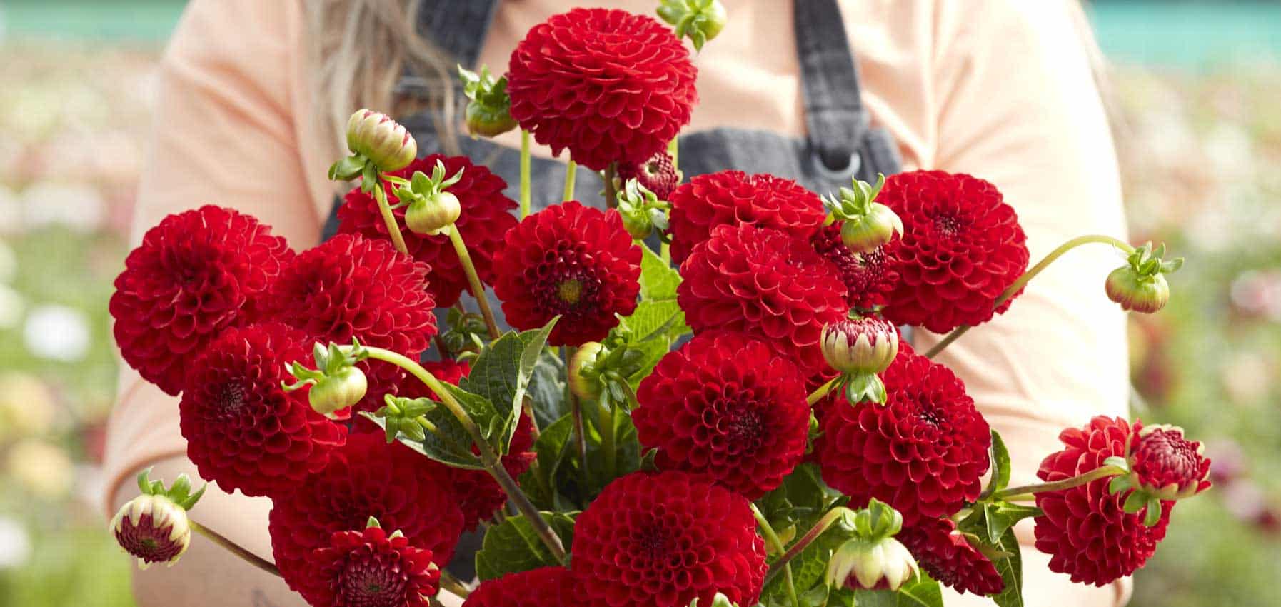 pompon dahlia