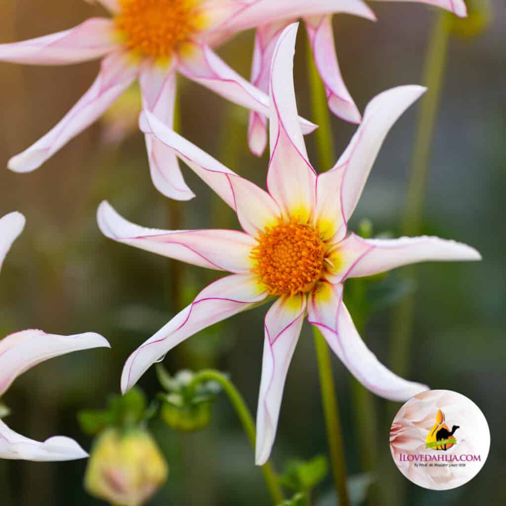 Dahlia Honka Fragile