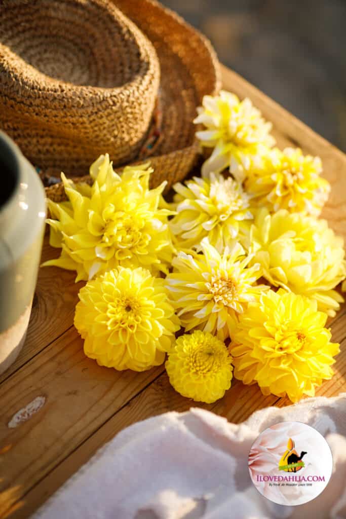 Exclusive Easter Dahlia Mix