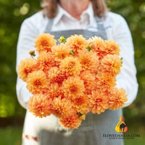 Dahlia Bazuin Bright Orange