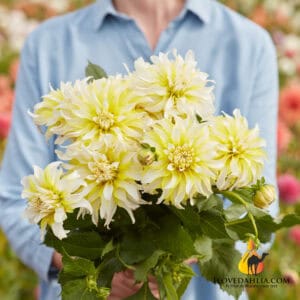 Dahlia Calgary Flames