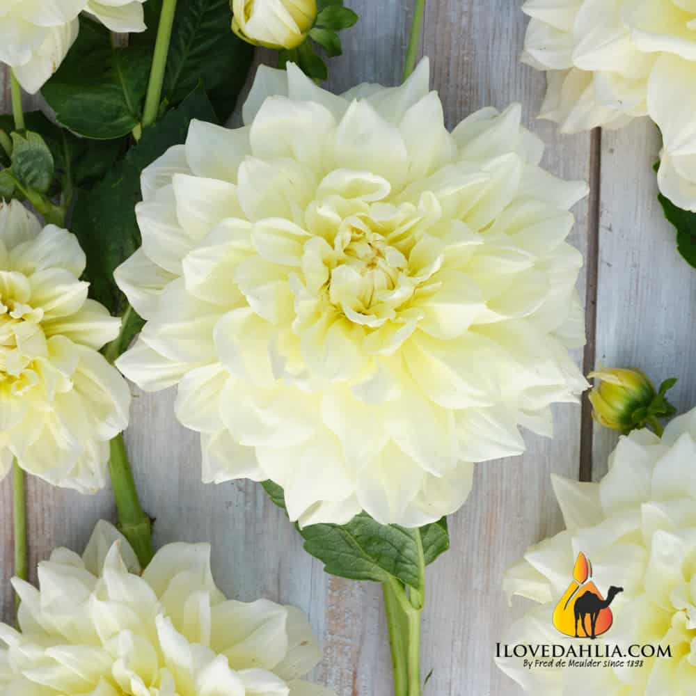 witte dahlia's, dahlia ijsbreker