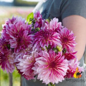 Dahlia Violet Dance