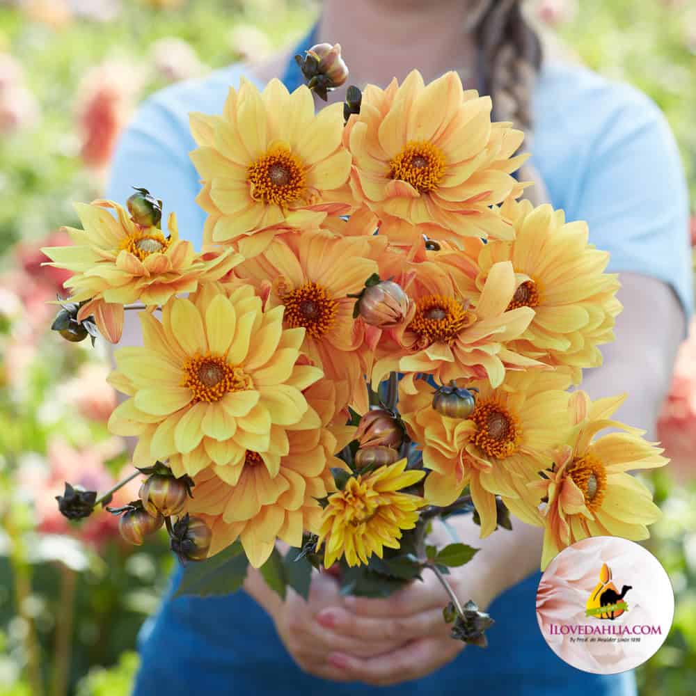 Dahlia Sunrich Orange Bee-frendly