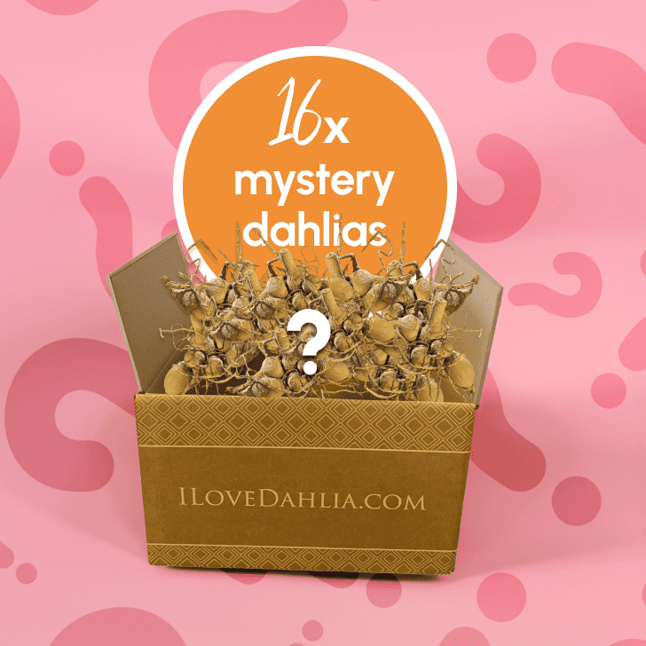 Dahlia mystery box