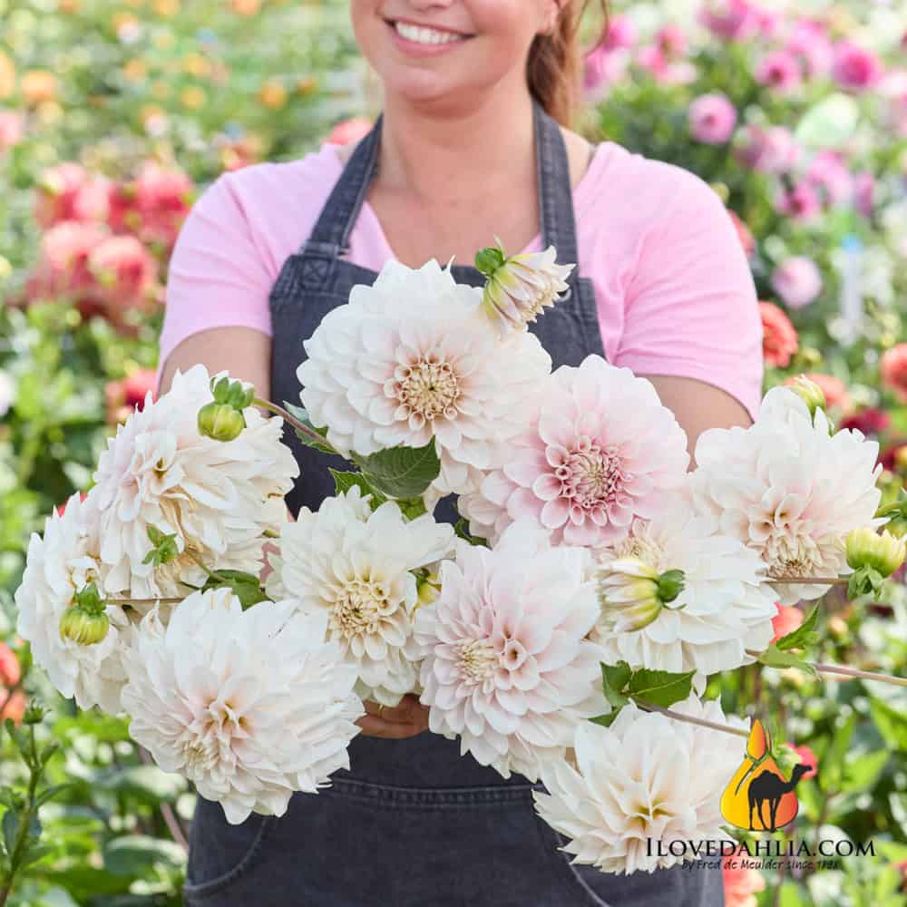 Dahlia Glossy Carlita