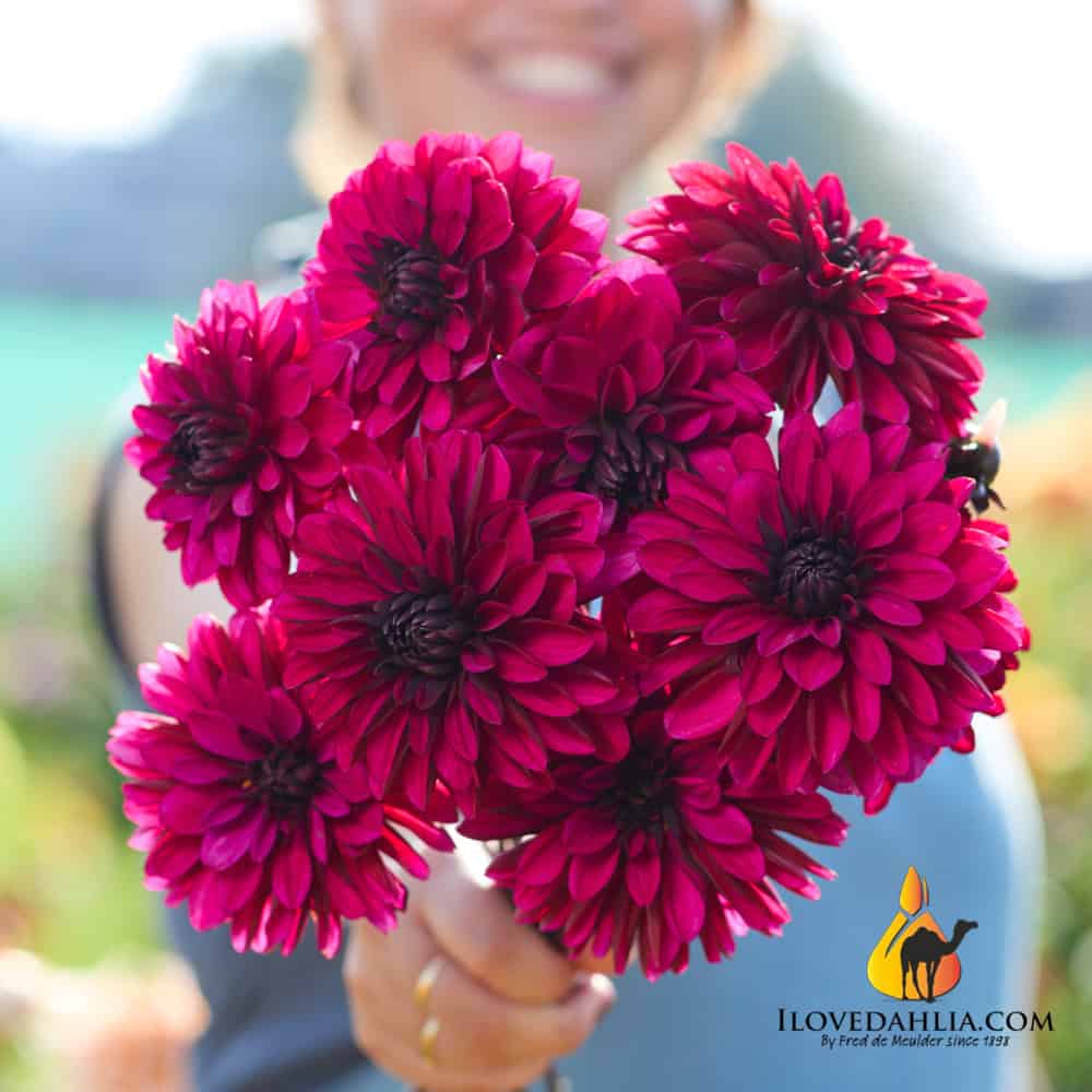 Dahlia Jennifer Mary Ellen