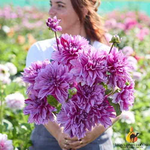 Dahlia Nikolas Tesla