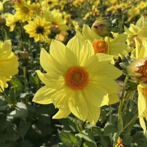 Dahlia Tournesol