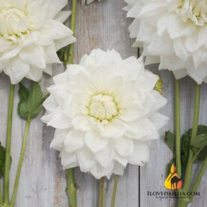 Dahlia Wit Alva